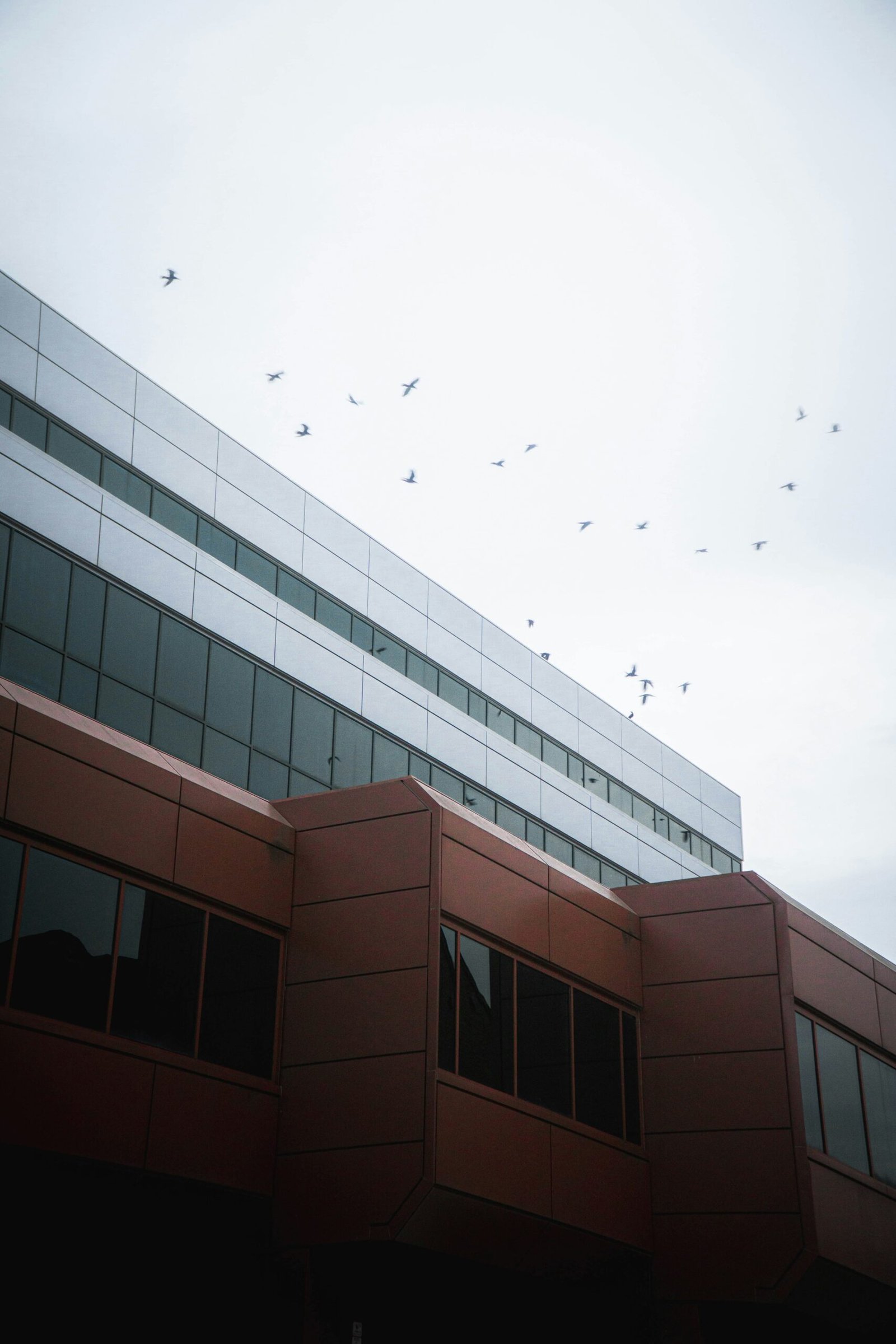 Window film birds sitting on top of the building fea